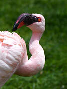 Lesser Flamingo