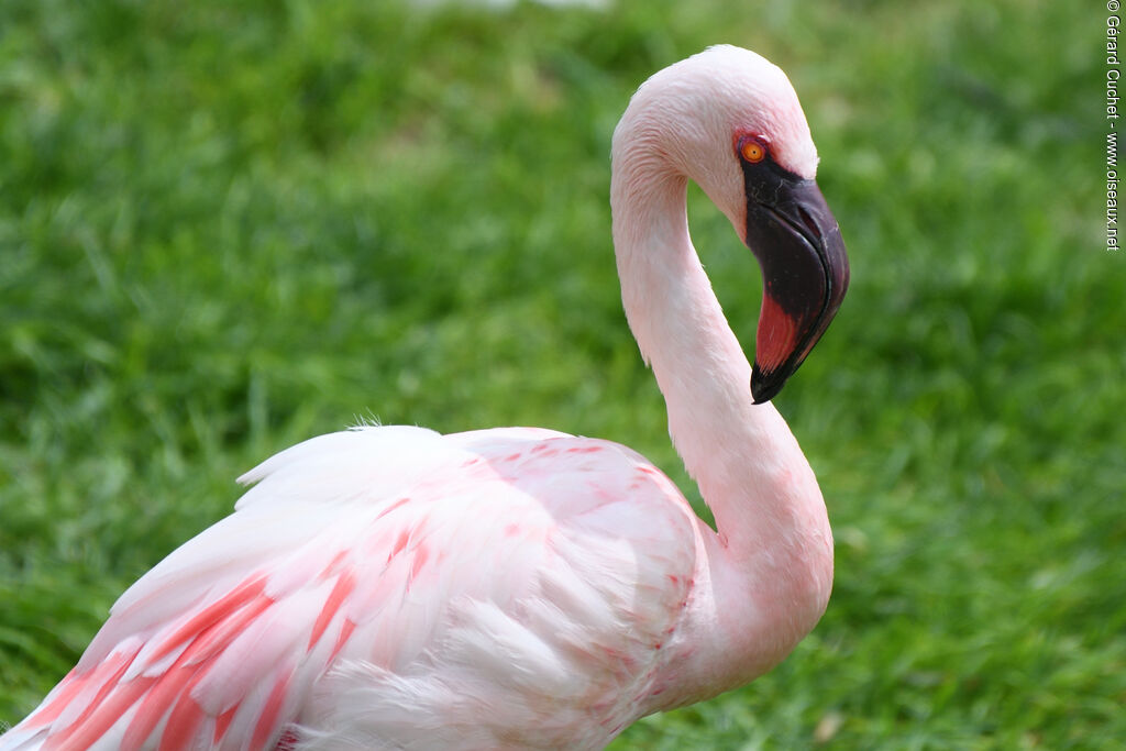 Lesser Flamingoadult