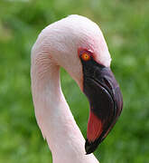 Lesser Flamingo