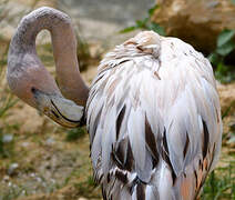 Lesser Flamingo