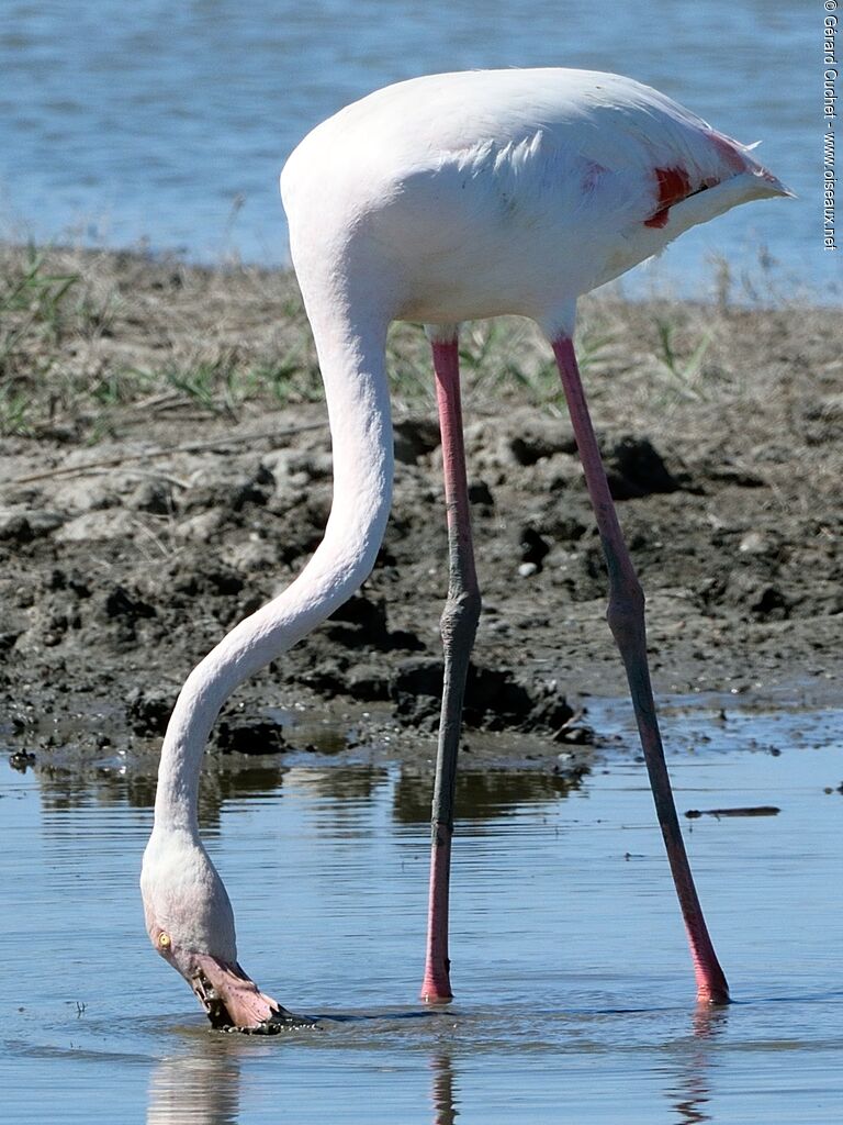 Greater Flamingo