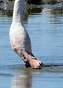 Greater Flamingo