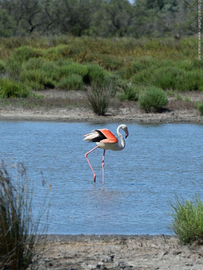 Flamant rose