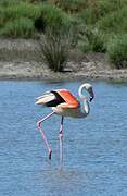 Greater Flamingo