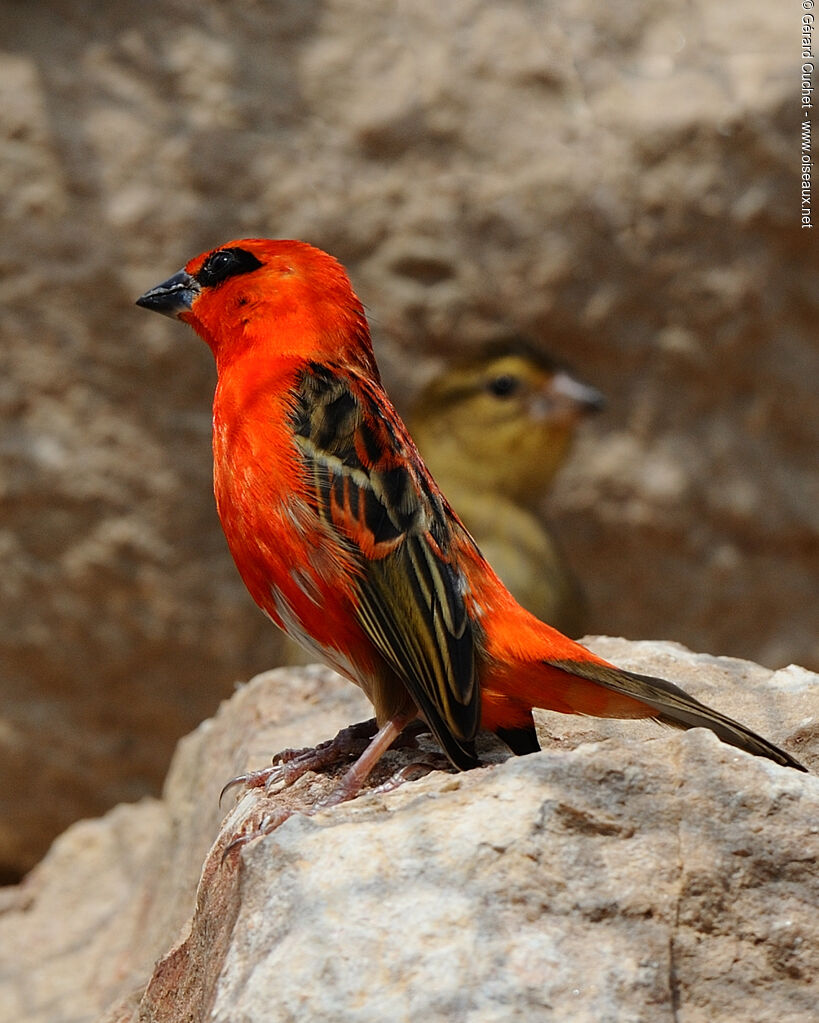 Red Fody male, identification