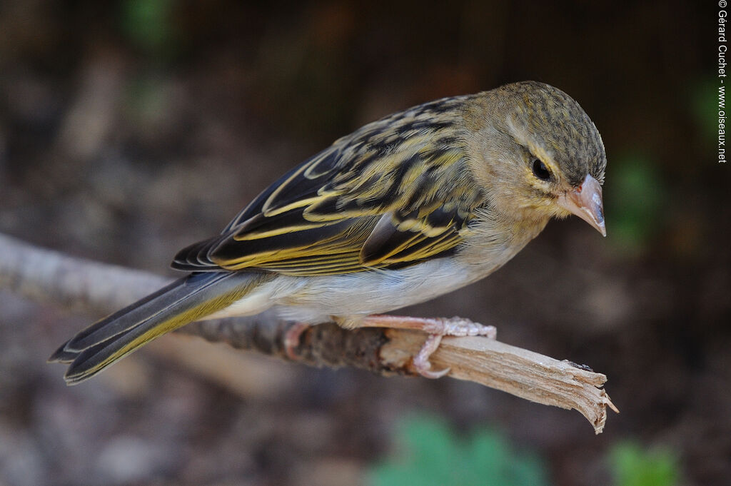 Red Fody female, identification