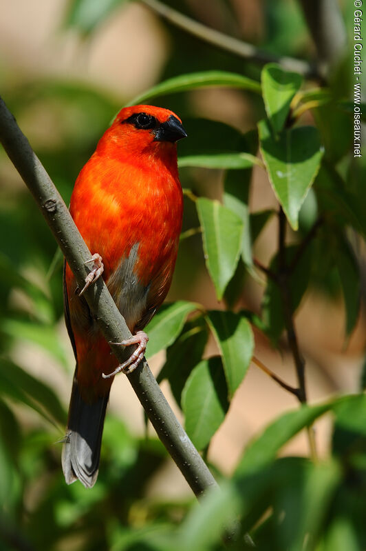 Red Fody male, close-up portrait