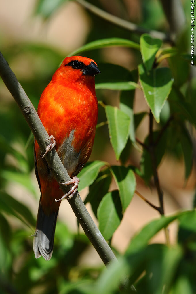 Red Fody male, close-up portrait