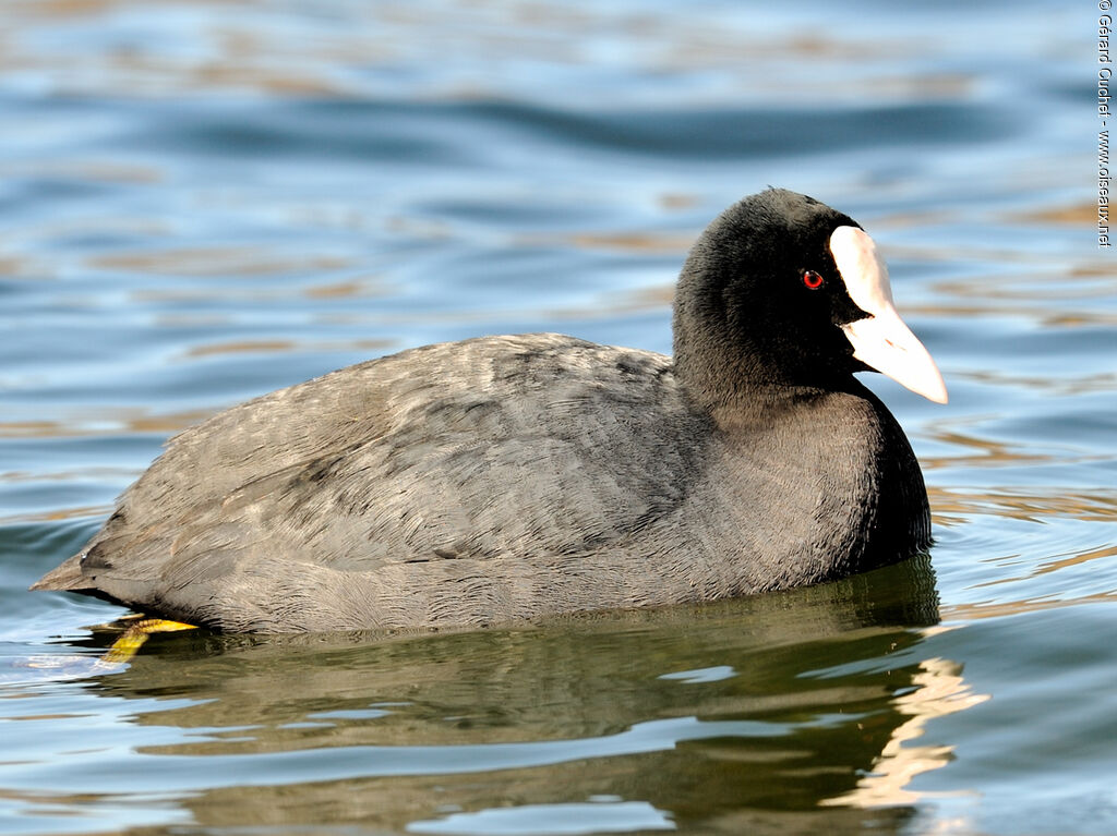 Eurasian Coot