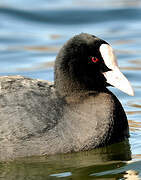 Eurasian Coot