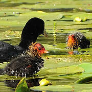 Eurasian Coot