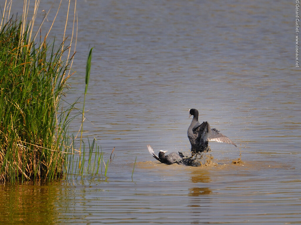 Eurasian Coot