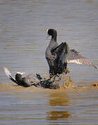 Eurasian Coot