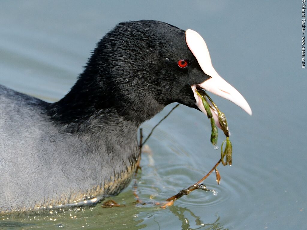 Eurasian Coot