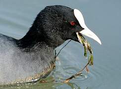 Eurasian Coot