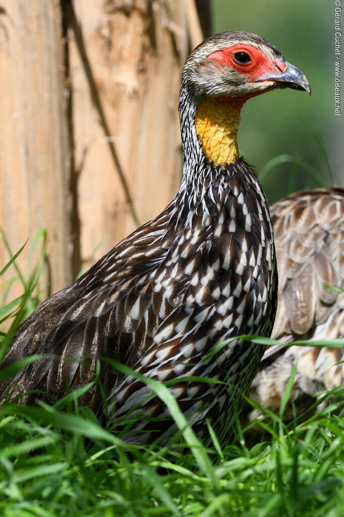 Yellow-necked Spurfowl, close-up portrait