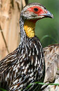 Yellow-necked Spurfowl