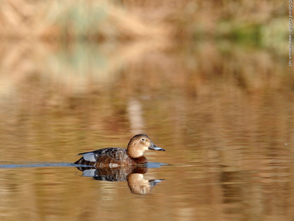 Common Pochard female