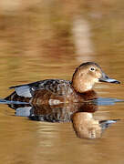 Common Pochard