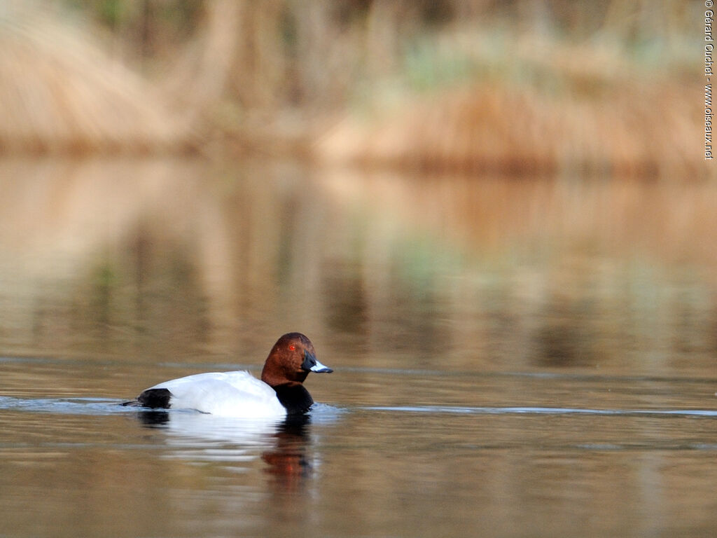 Common Pochard male