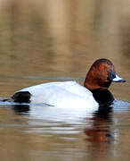 Common Pochard