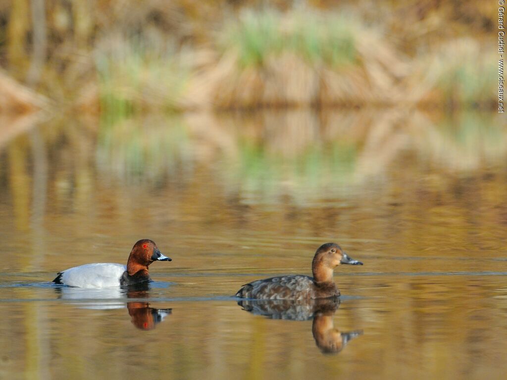 Common Pochard 