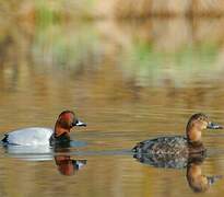 Common Pochard