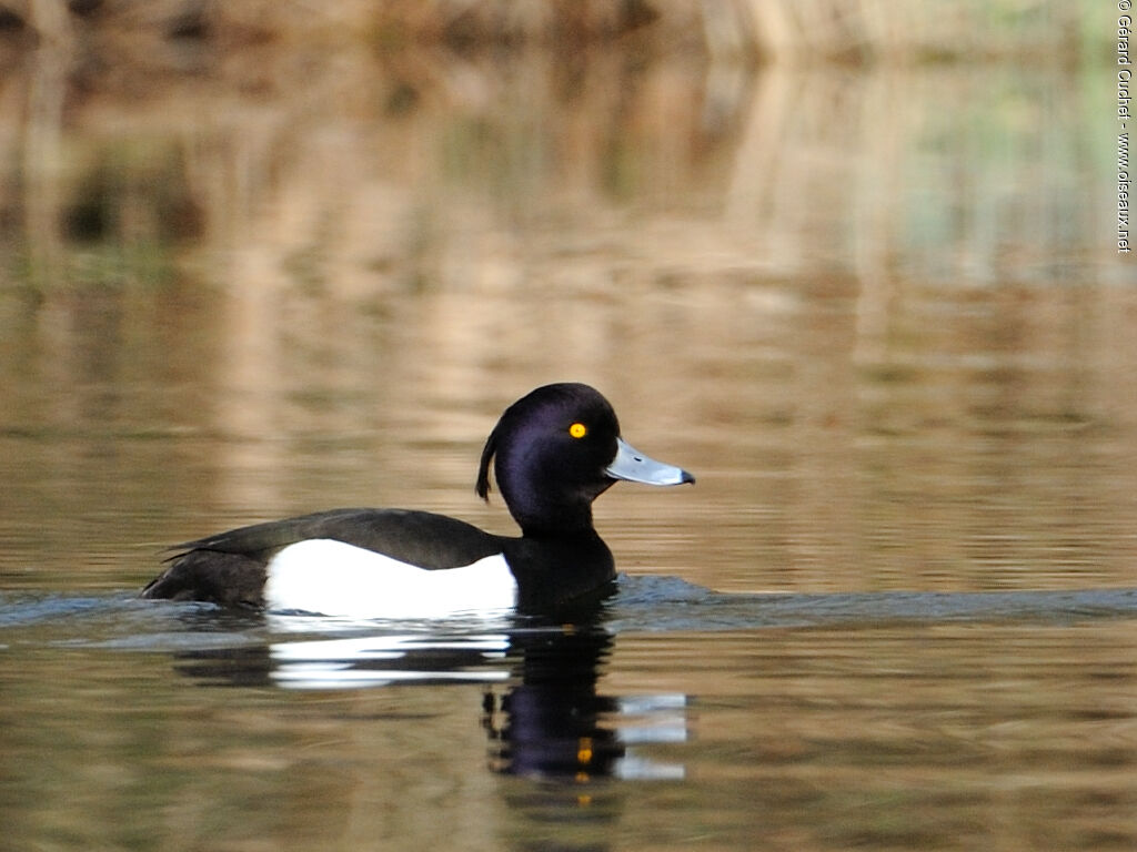 Tufted Duck male