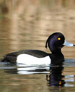 Tufted Duck