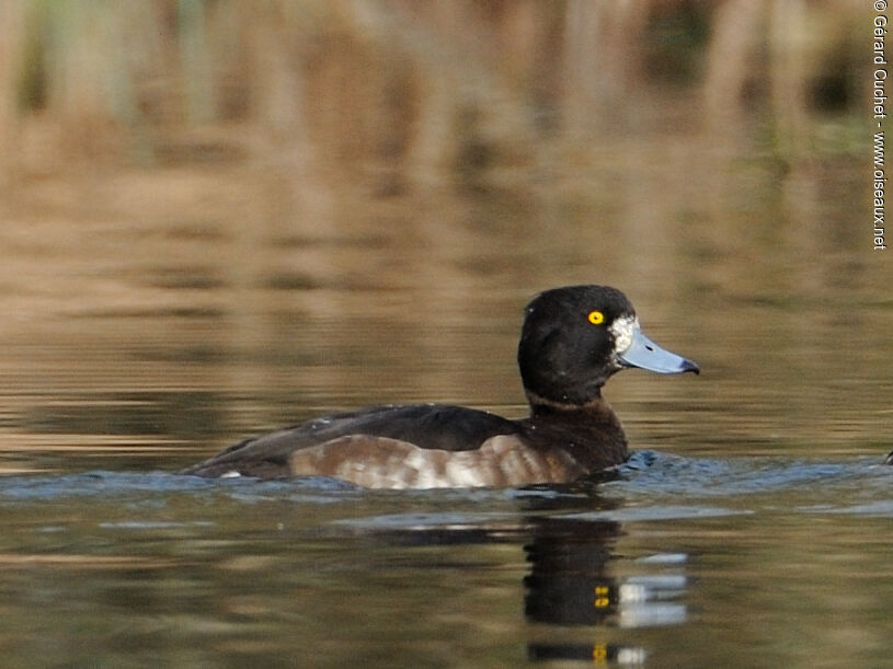 Tufted Duck female