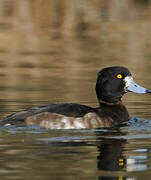 Tufted Duck