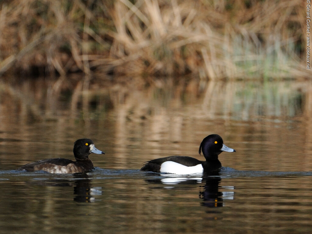 Tufted Duck 