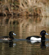 Tufted Duck