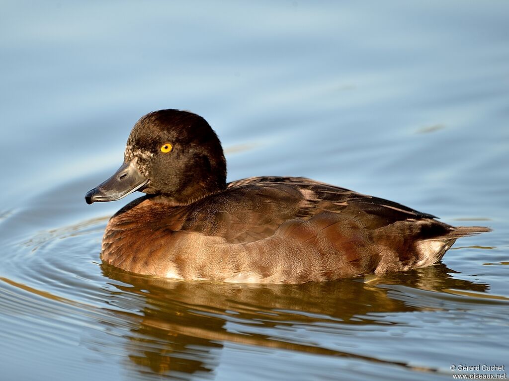 Tufted Duck