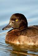 Tufted Duck