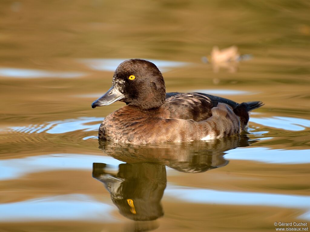 Tufted Duck