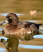 Tufted Duck