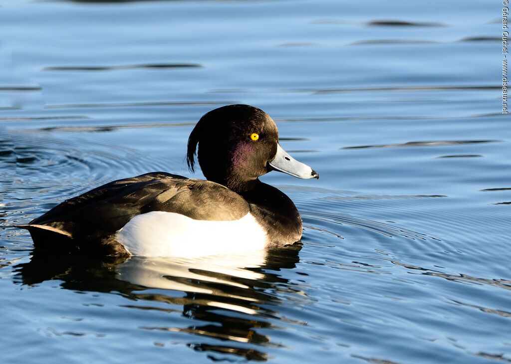 Tufted Duck