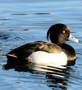 Tufted Duck