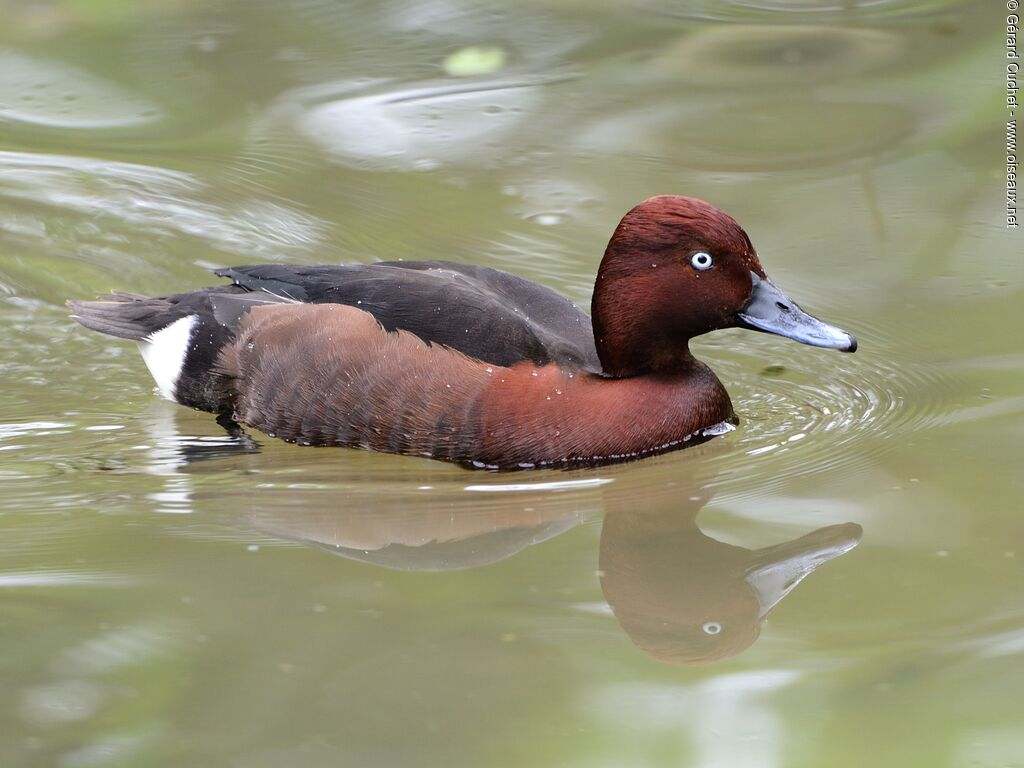 Ferruginous Duck