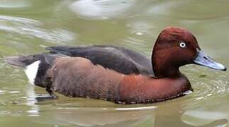 Ferruginous Duck