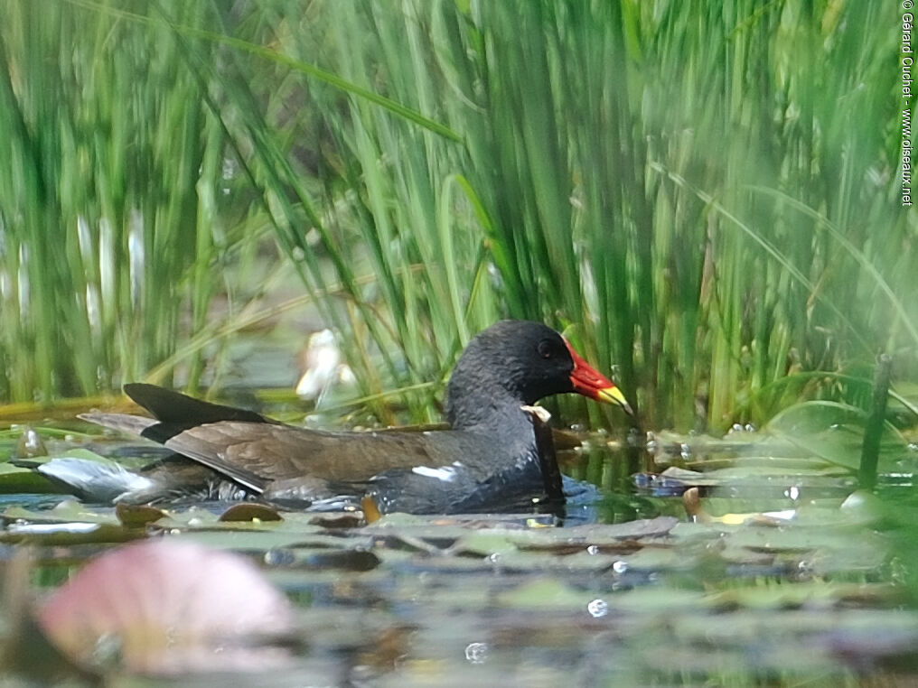 Common Moorhen