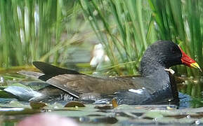 Gallinule poule-d'eau