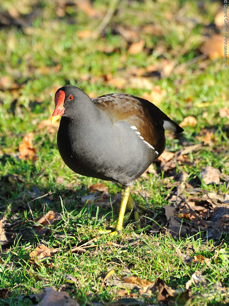 Common Moorhen