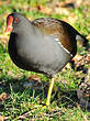 Gallinule poule-d'eau