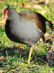 Gallinule poule-d'eau