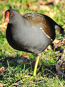 Common Moorhen