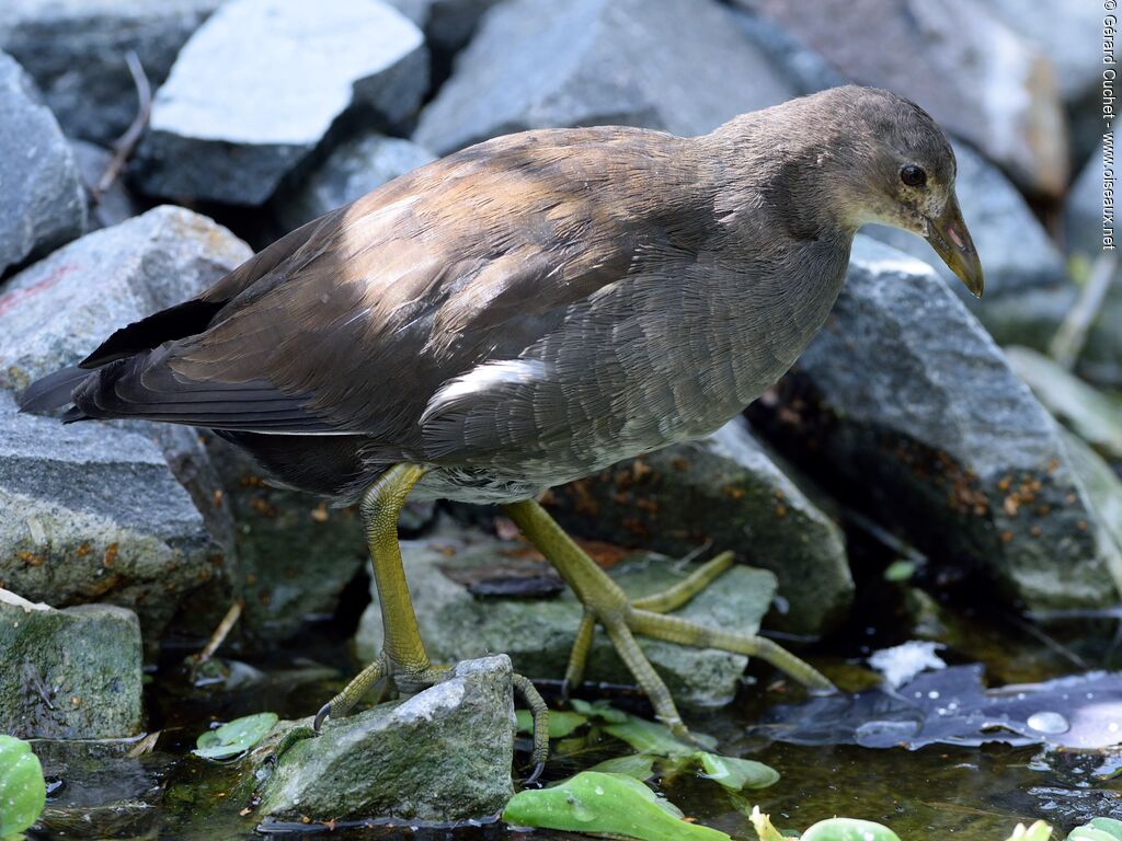 Gallinule poule-d'eaujuvénile