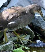 Common Moorhen