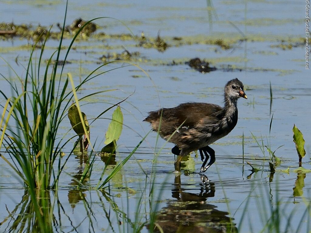 Gallinule poule-d'eau1ère année